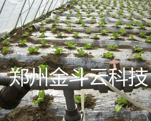 山东寿光大棚青菜智能灌溉工程
